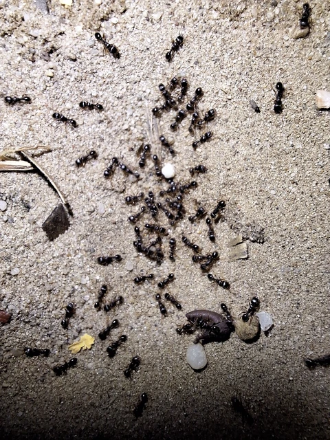 Tetramorium