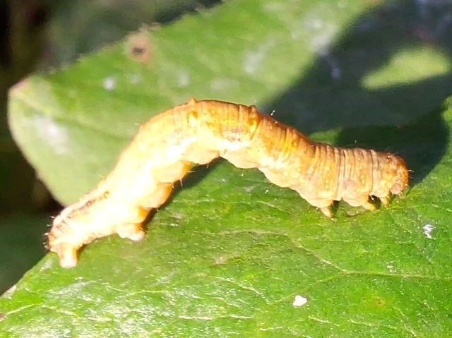 Pareulype berberata - sóskafa-tarkaaraszoló