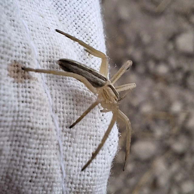 Araneae - Pókok