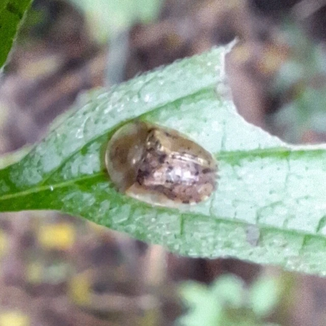 Cassida nebulosa - laboda-pajzsbogár