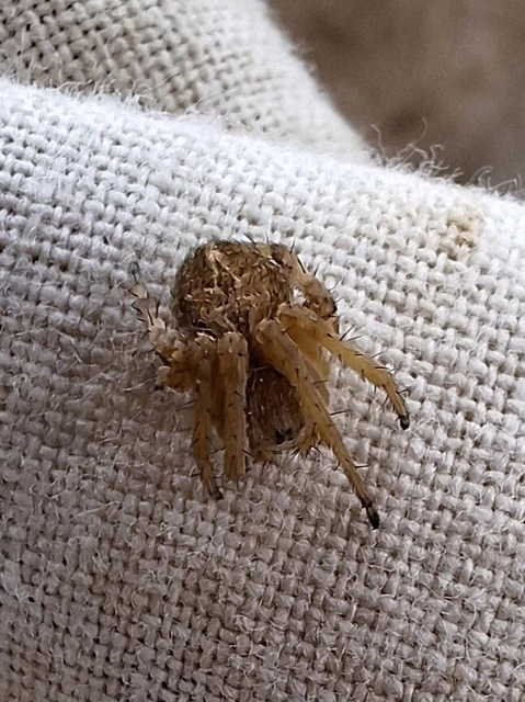 Araneae - Pókok