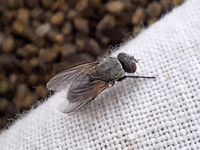 Diptera - Kétszárnyúak