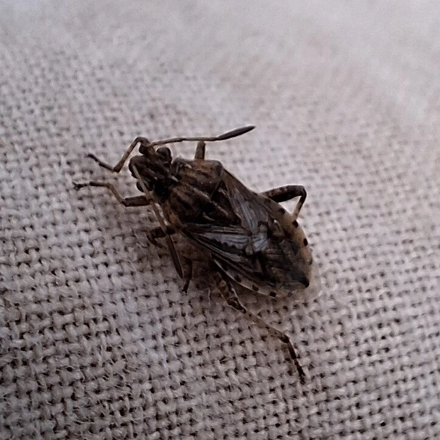 Rhopalidae - üvegpoloskák