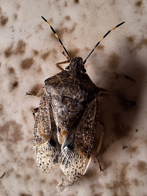 Rhaphigaster nebulosa - bencepoloska