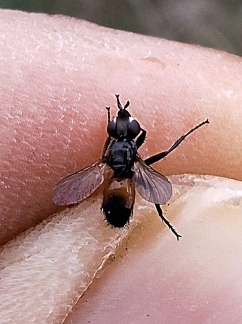 Diptera - Kétszárnyúak