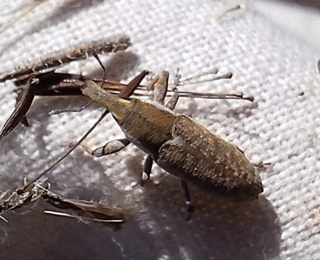 Lixus cinerascens - hamvas dudvabarkó