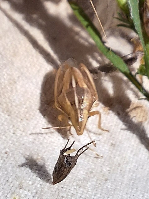 Aelia rostrata - csőrös szipolypoloska Aelia rostrata - csőrös szipolypoloska