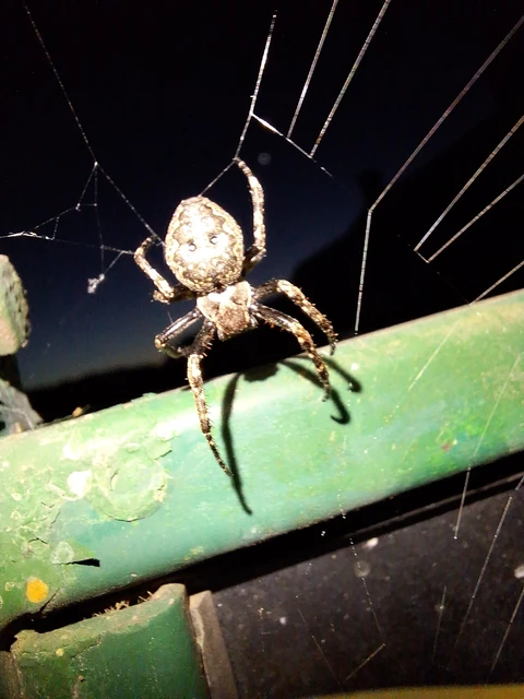 Araneae - Pókok