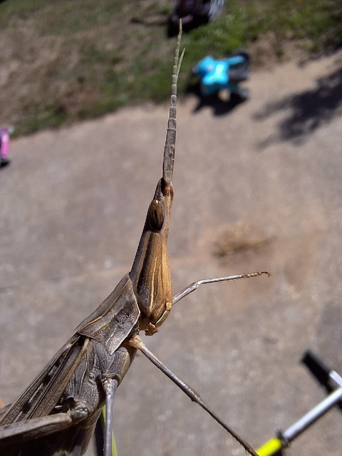 Orthoptera - Egyenesszárnyúak