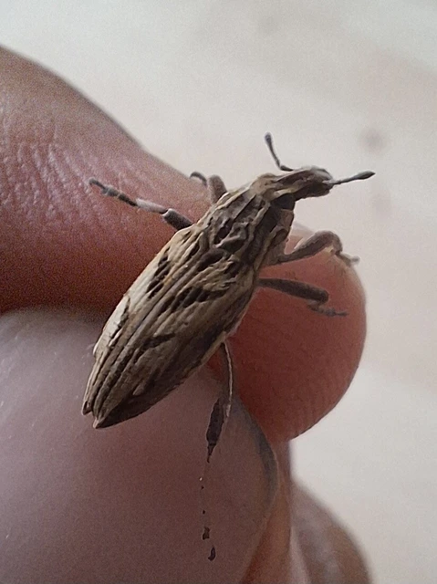 Coniocleonus nigrosuturatus - nyíljegyes barkó