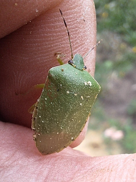 Nezara viridula - zöld vándorpoloska Nezara viridula - zöld vándorpoloska