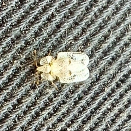 Corythucha