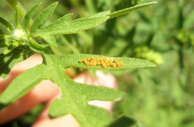 Ophraella communa - parlagfű-olajosbogár