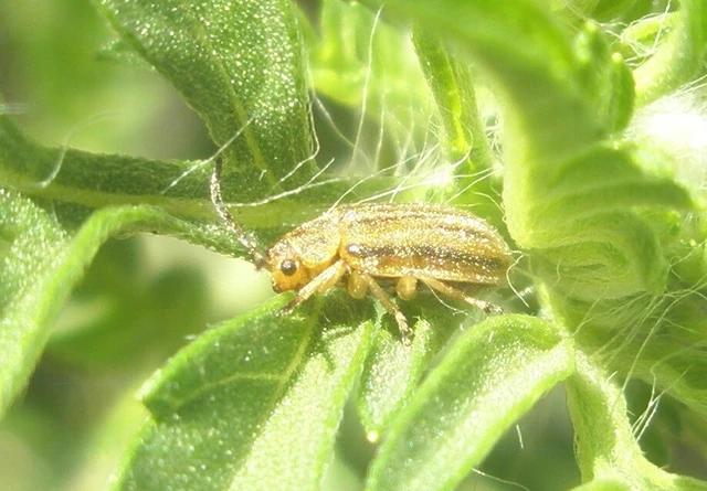 Ophraella communa - parlagfű-olajosbogár