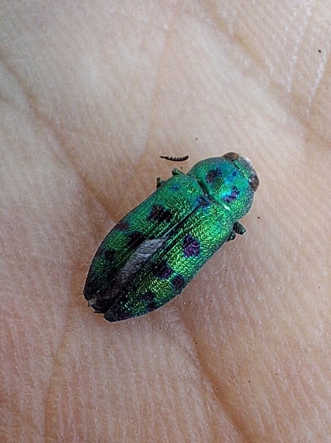 Lamprodila festiva - boróka-tarkadíszbogár