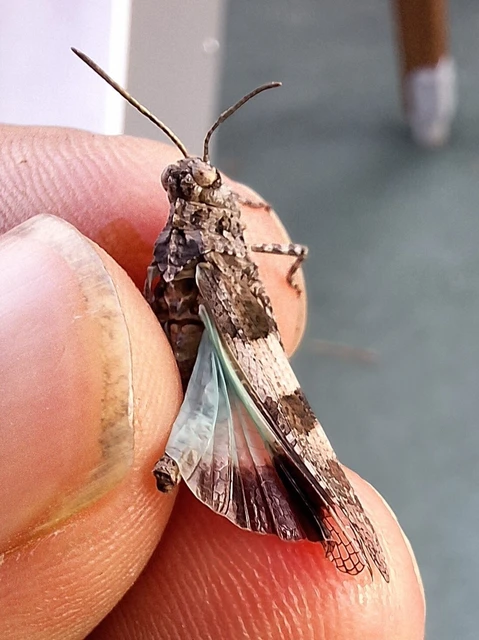 Orthoptera - Egyenesszárnyúak