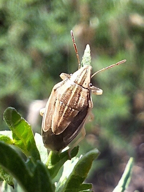 Aelia acuminata - közönséges szipolypoloska Aelia acuminata - közönséges szipolypoloska