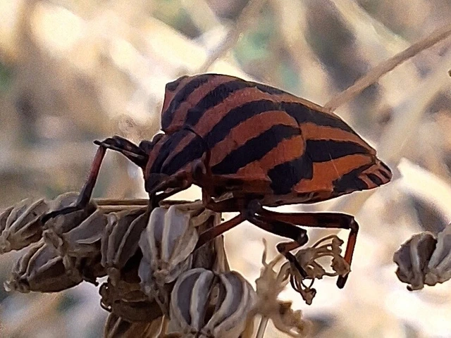 Graphosoma italicum - csíkos pajzsospoloska Graphosoma italicum - csíkos pajzsospoloska