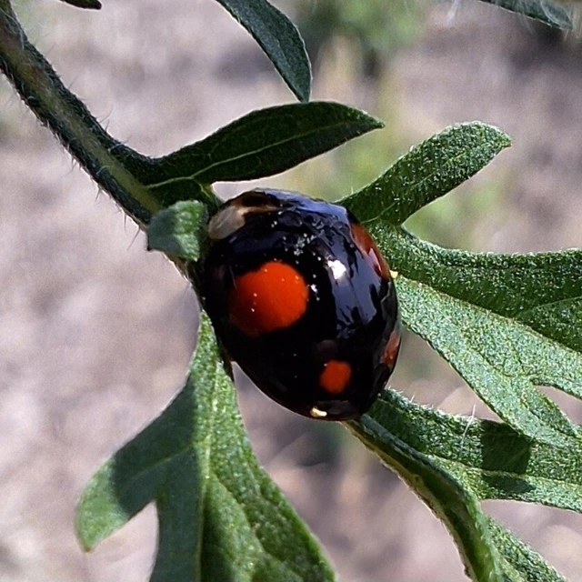 Harmonia axyridis - harlekinkatica