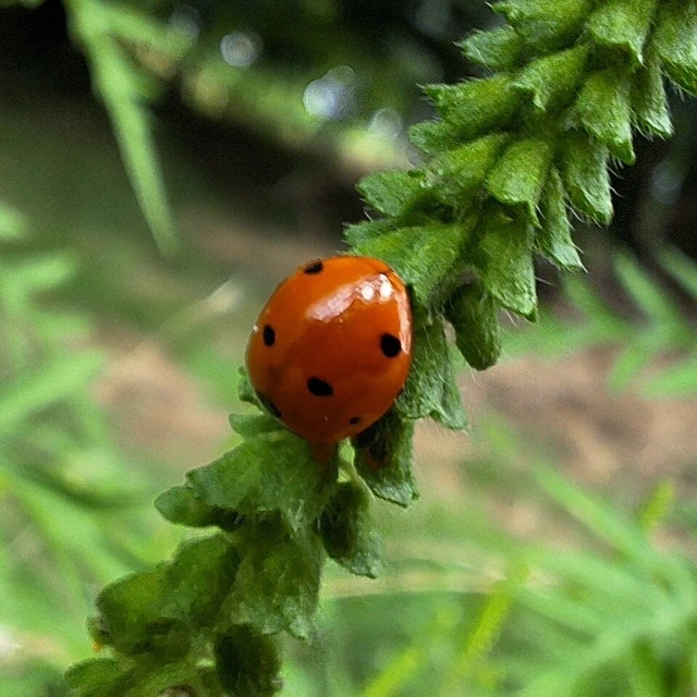 Coccinella septempunctata - hétpettyes katica