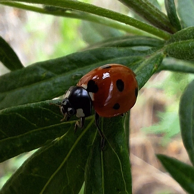 Coccinella septempunctata - hétpettyes katica