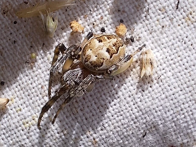 Araneae - Pókok