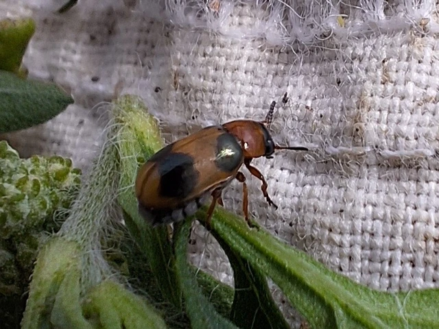 Coptocephala unifasciata - sárgalábú hullóbogár