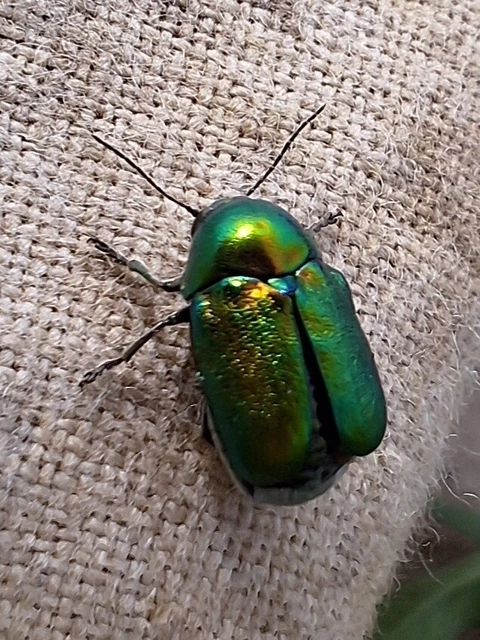 Cryptocephalus