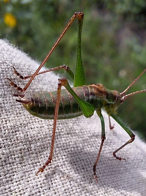 Orthoptera - Egyenesszárnyúak