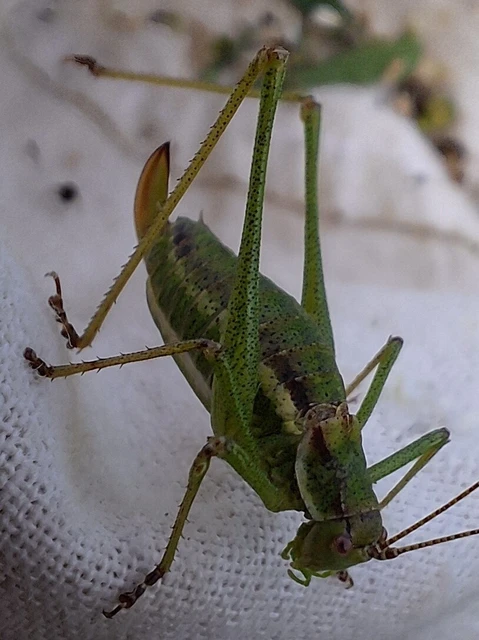 Orthoptera - Egyenesszárnyúak