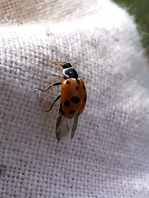 Hippodamia variegata - tizenhárompettyes katica