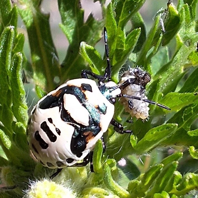 Perillus bioculatus Perillus bioculatus
