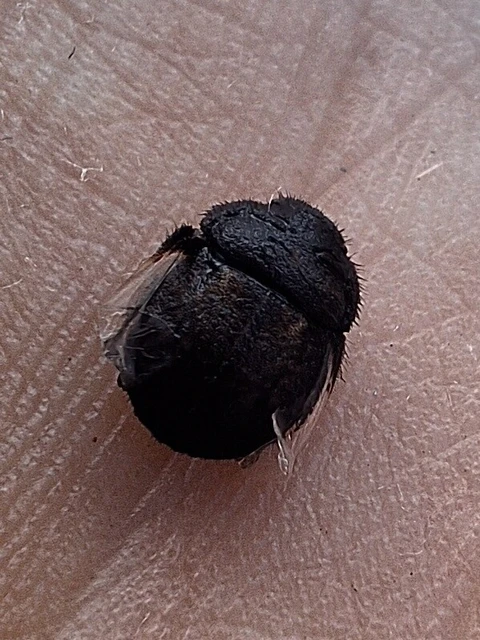 Odontoscelis Odontoscelis