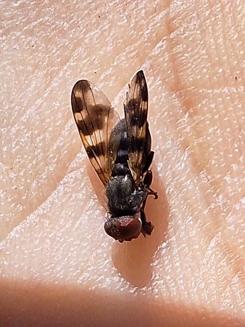 Diptera - Kétszárnyúak