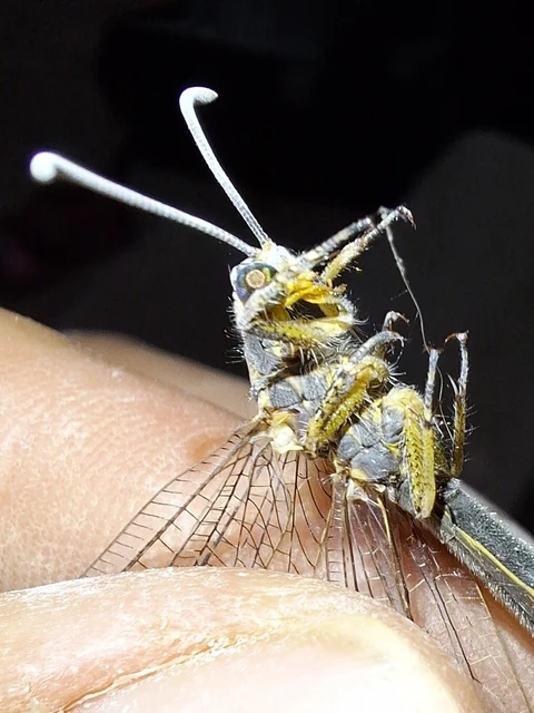 Distoleon tetragrammicus - négyfoltos hangyaleső
