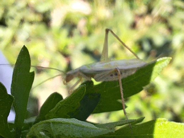 Orthoptera - Egyenesszárnyúak
