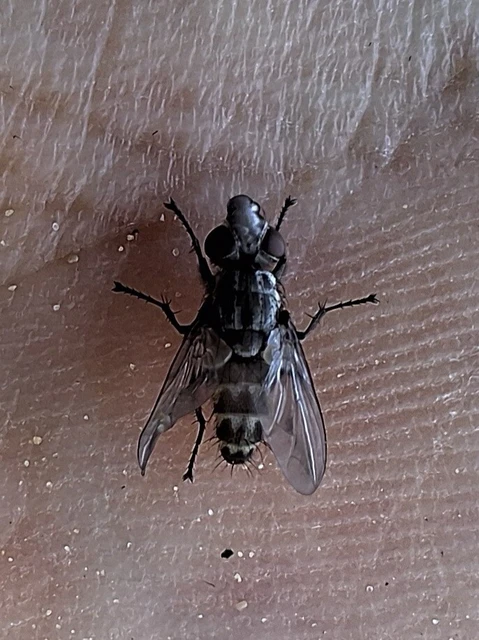 Diptera - Kétszárnyúak