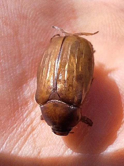 Amphimallon solstitiale - bordás sárgacserebogár