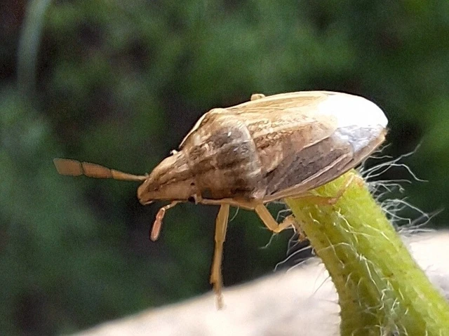 Aelia acuminata - közönséges szipolypoloska Aelia acuminata - közönséges szipolypoloska