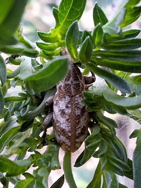 Cyphocleonus dealbatus - márványos barkó