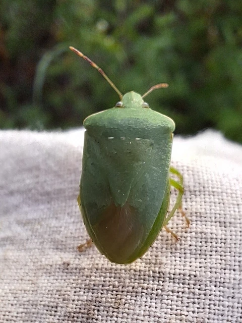 Nezara viridula - zöld vándorpoloska Nezara viridula - zöld vándorpoloska