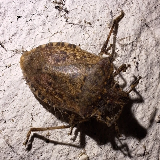Halyomorpha halys - ázsiai márványospoloska Halyomorpha halys - ázsiai márványospoloska