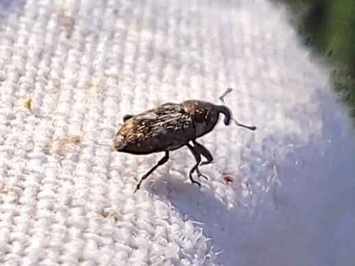 Cosmobaris scolopacea - pikkelyes báris