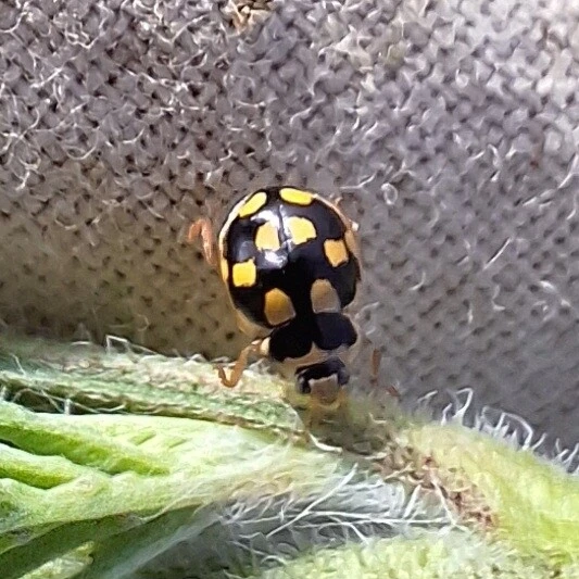 Propylea quatuordecimpunctata - tizennégypettyes füsskata