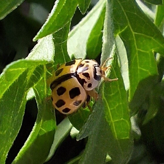 Propylea quatuordecimpunctata - tizennégypettyes füsskata