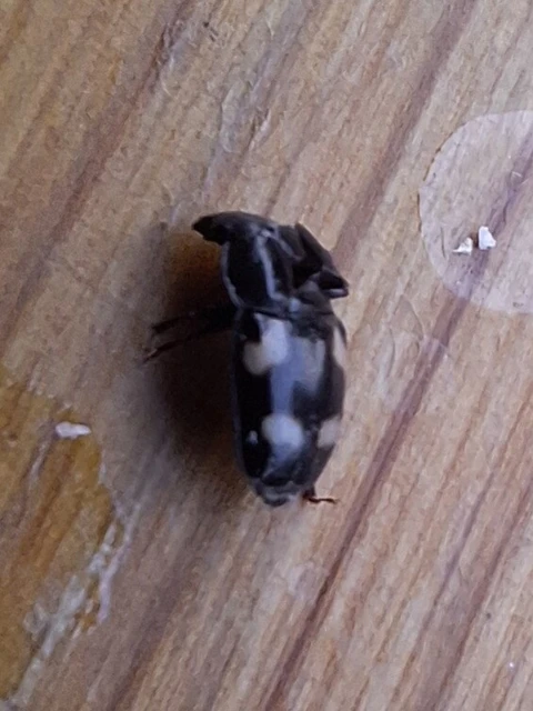 Glischrochilus Glischrochilus