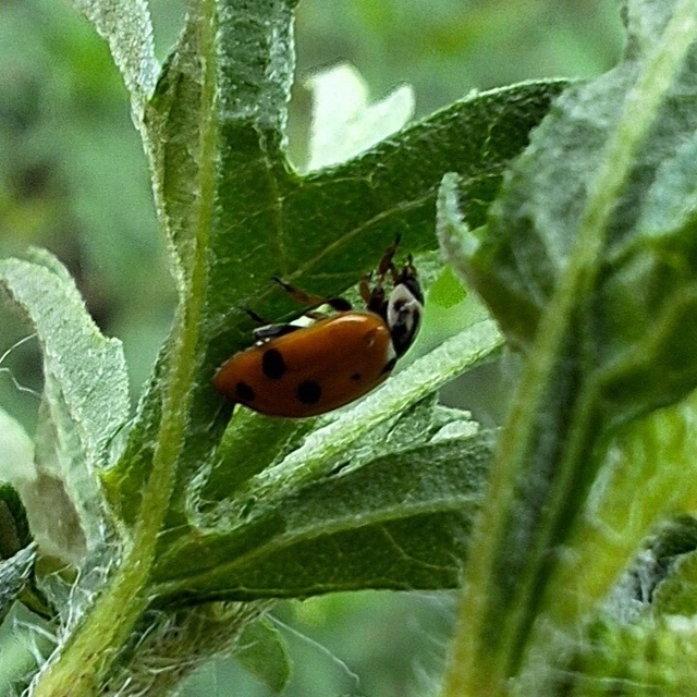 Hippodamia variegata - tizenhárompettyes katica