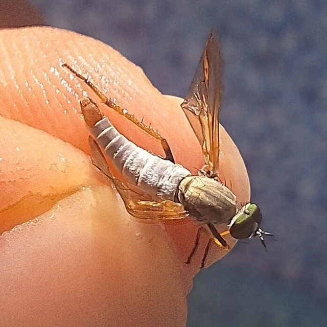 Diptera - Kétszárnyúak
