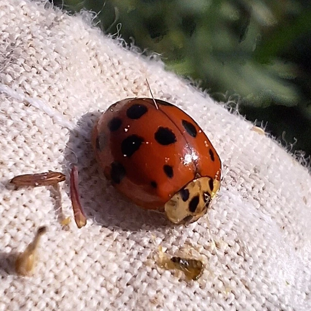 Harmonia axyridis - harlekinkatica