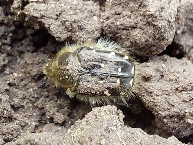 Tropinota hirta - bundás virágbogár